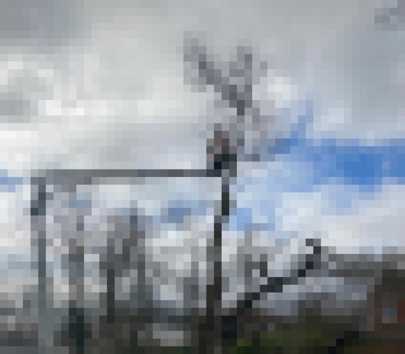 trees2